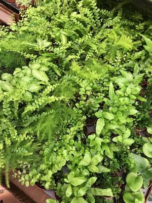 2" Terrarium FERN Assortment